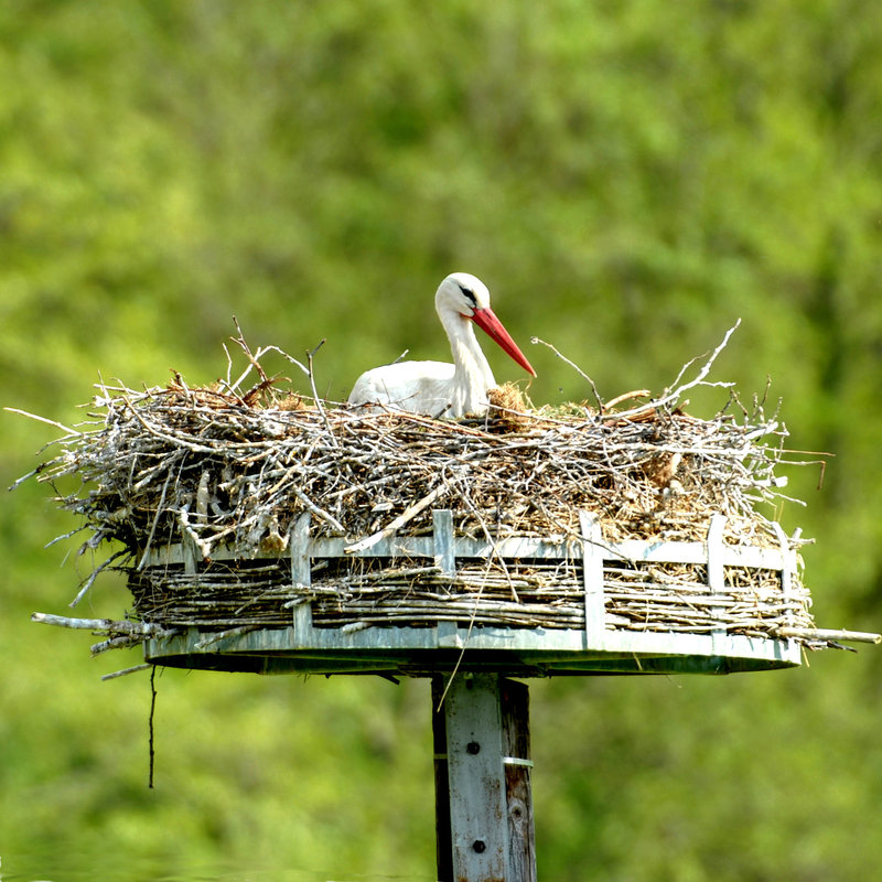 HINDLINGEN: Une cigogne dans son nid.