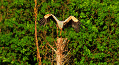 HIDLINGEN: Atterrissage d'une cigogne sur un arbre.