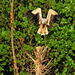 HIDLINGEN: Atterrissage d'une cigogne sur un arbre.