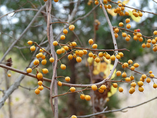 berries