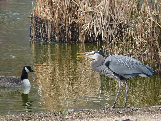 heron