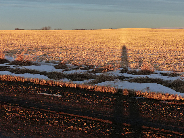 The beauty of golden stubble