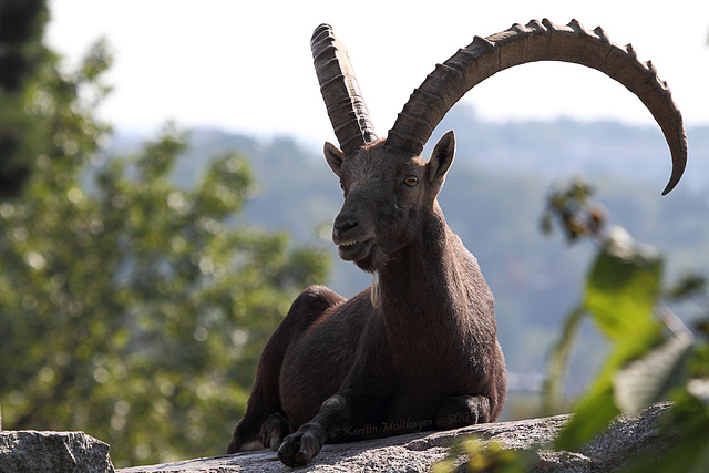 Steinbock (Wilhelma)