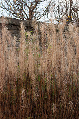 Plant life on the trinity railway line