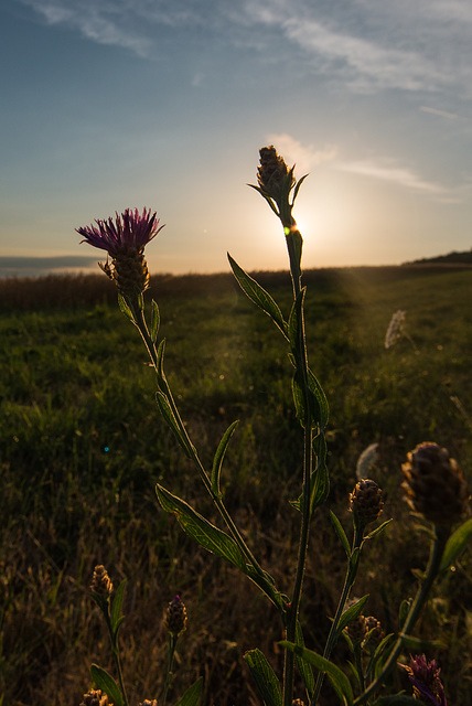 Blüte. Mit Fliege. - 20130806