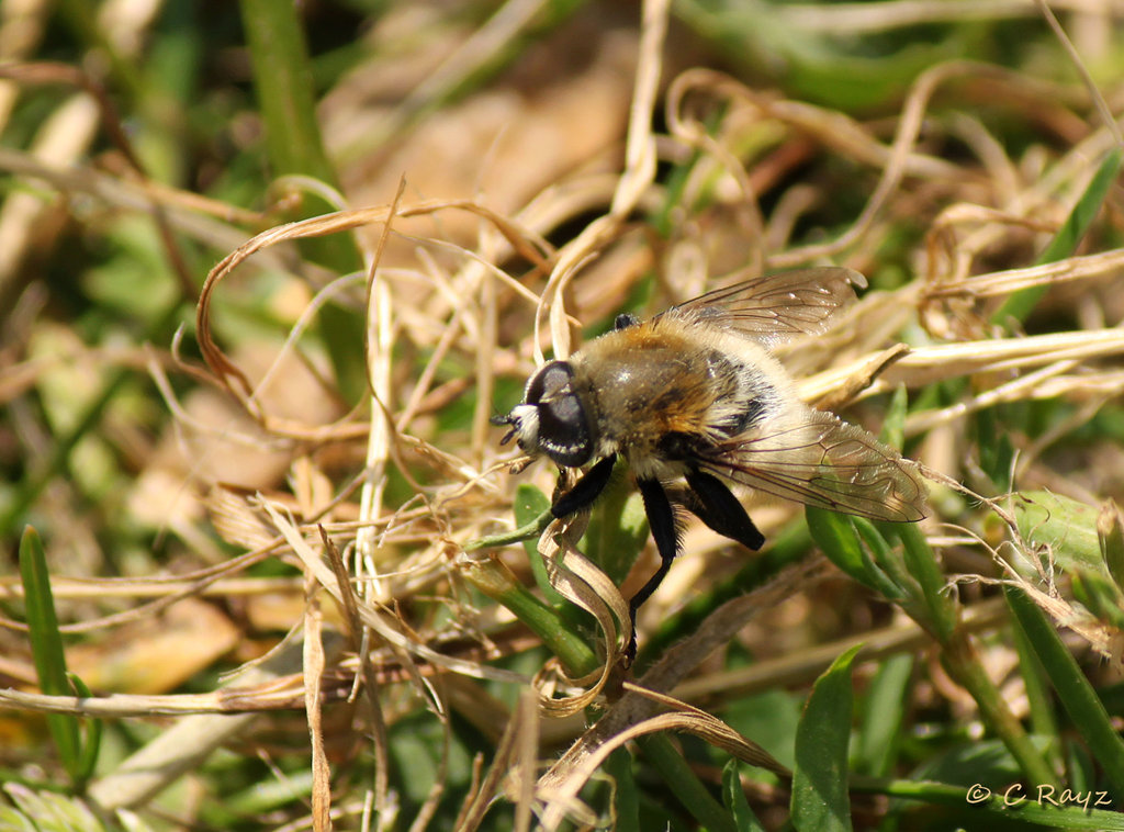 Merodon equestris