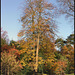 November trees in the park