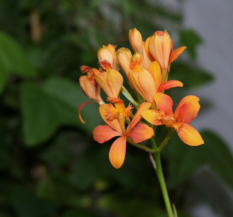 Epidendrum hybride Star Valley 'Nalo'