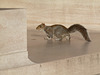 museum squirrel