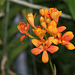 Epidendrum hybride Star Valley 'Nalo'