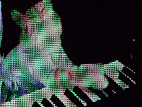 keyboard cat