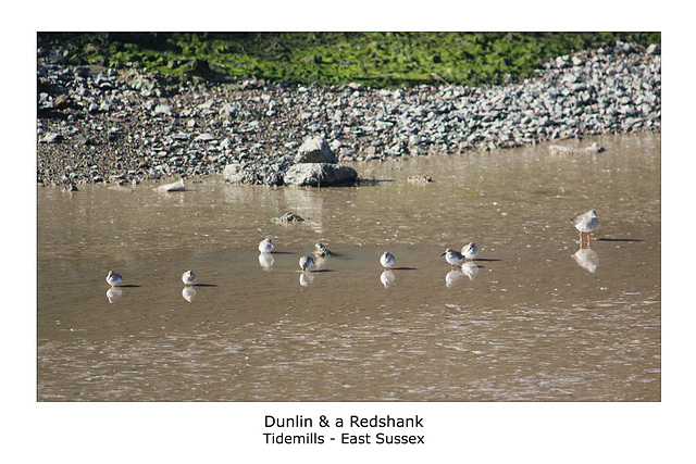 Dunlin & Redshank Tidemills 7 3 2011