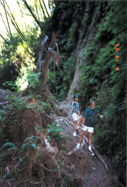 Fern Forest North of Arcata