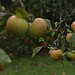 Cox apples