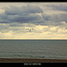 Geese over Seaford Bay 8 10 2011