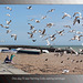 Gulls teatime - 9.5.2013