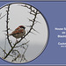 House Sparrow on Blackthorn Cuckmere 18 2 2011