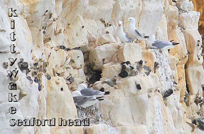 kittywakes seaford head 15 5 2013