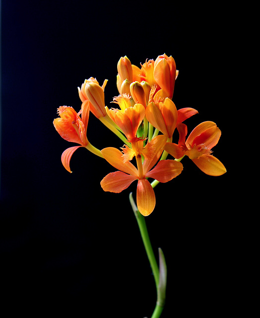 Epidendrum hybride Star Valley 'Nalo' Epidendrum hybride Star Valley 'Nalo'