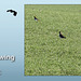 Lapwing Denton 26 11 10