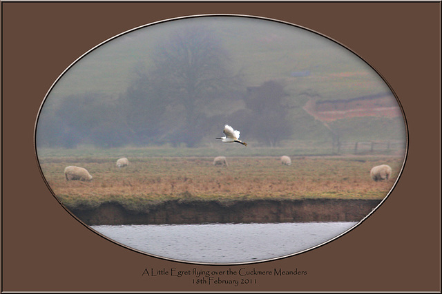 Little Egret flying Cuckmere 18 2 2011