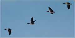 Ganzen | Geese