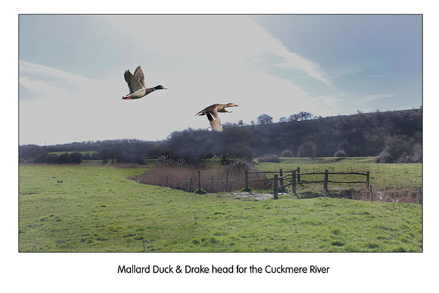 Mallards head for the Cuckmere - 11.3.2011