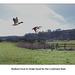 Mallards head for the Cuckmere - 11.3.2011