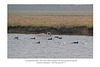 Mute Swan Coots Black headed Gull Herring Gull Cuckmere 18 2 2011