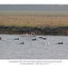 Mute Swan Coots Black headed Gull Herring Gull Cuckmere 18 2 2011