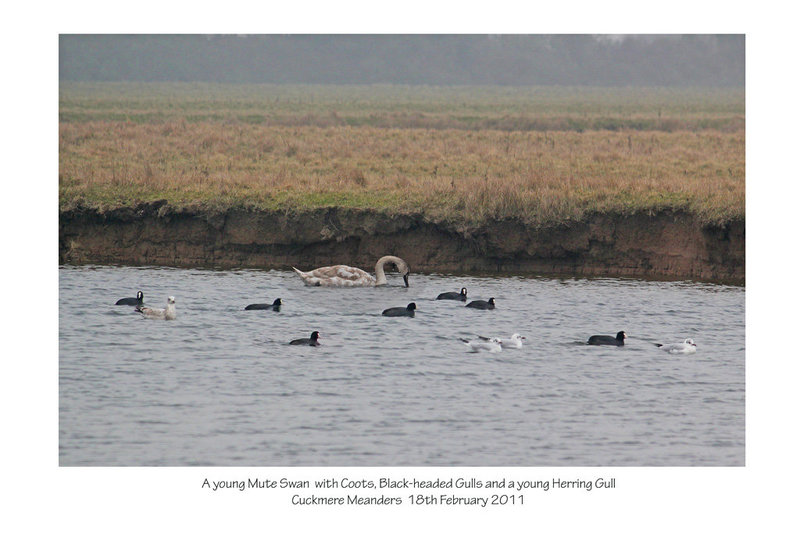 Mute Swan Coots Black headed Gull Herring Gull Cuckmere 18 2 2011