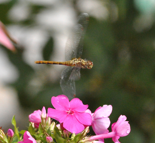 meadowhawk in flight DSC 5562