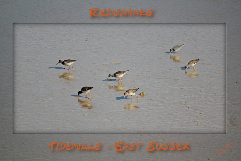 Redshanks Tidemills 7 3 2011