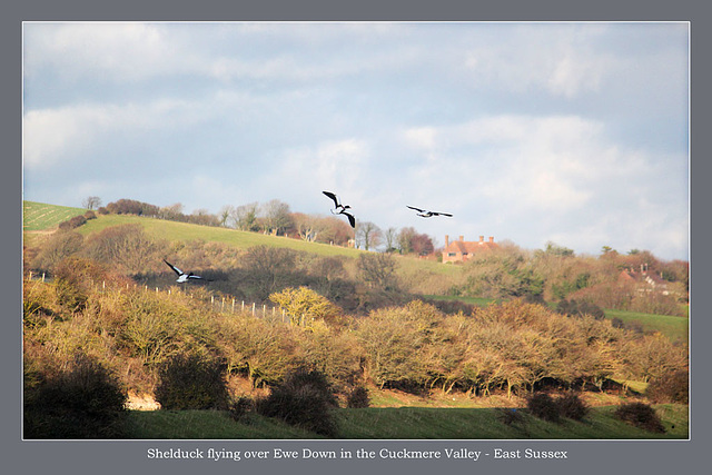 Shelduck over Ewe Down Cuckmere 16 12 2011