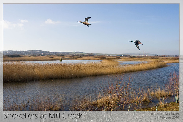 Shovellers at Mill Creek 6 2 10