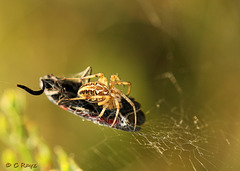 Happy Spider