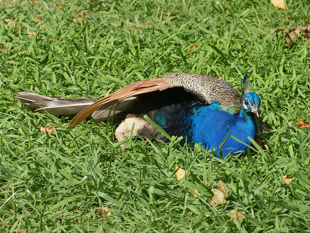 ...au Parc Borély, ce magnifique paon est blessé; on lui a jeté des pierres et arraché la queue...les employés s'en occuppent...