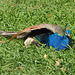 ...au Parc Borély, ce magnifique paon est blessé; on lui a jeté des pierres et arraché la queue...les employés s'en occuppent...