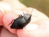 Record shot Unknown Beetle