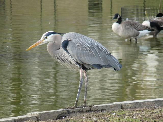 heron