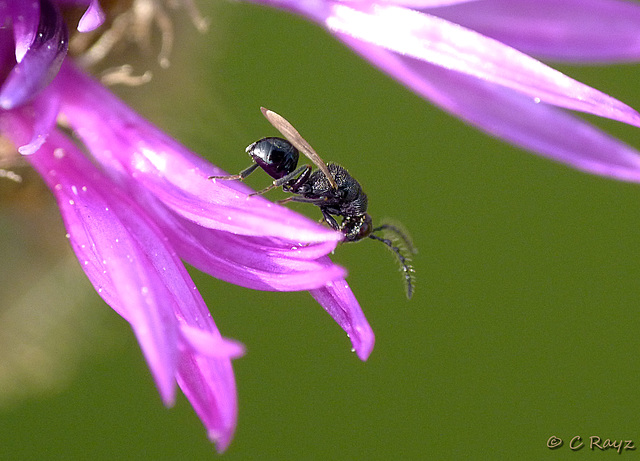 Tiny Wasp