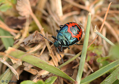 Blue Shieldbug Nymph