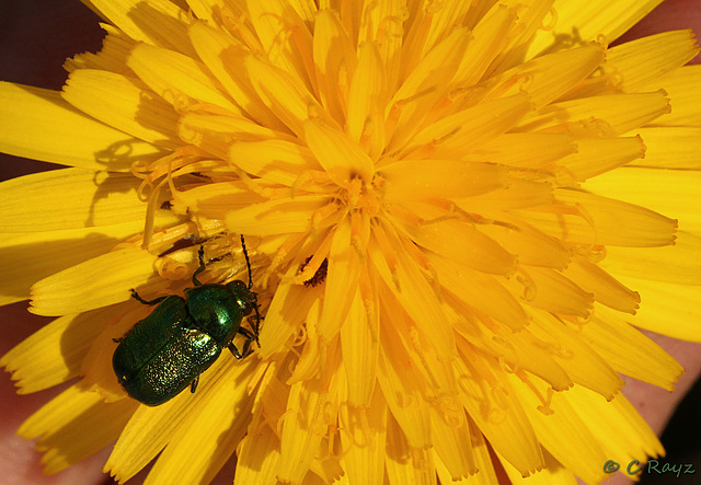 Cryptocephalus aureolus