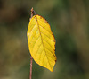 Alder buckthorn (Frangula alnus) leaf