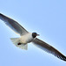 Gull in flight.