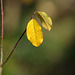 Alder buckthorn (Frangula alnus) leaves