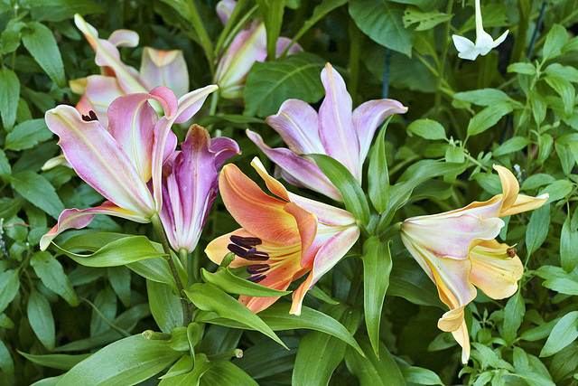 The Trumpets' Joyful Sound – New York Botanical Garden, New York, New York