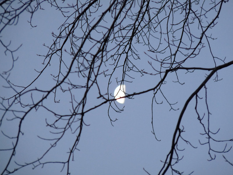 morning moon