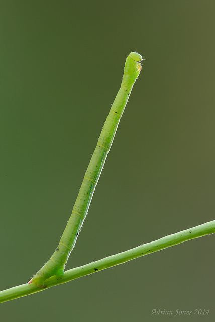 Geometrid Moth Larva.