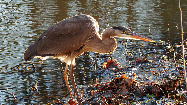 blue heron